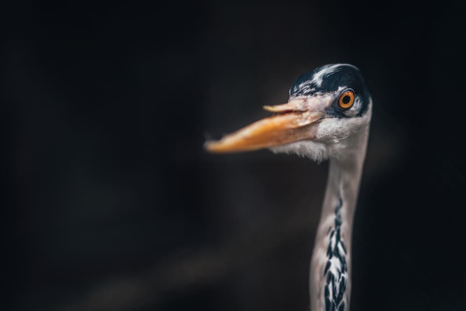 bird, beak, feather, animal, fly, animal themes, one animal HD wallpaper