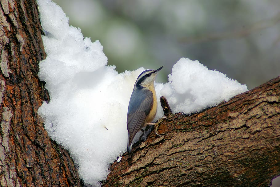 nuthatch in winter, bird, ozarks, arkansas, nature, snow, animal, HD wallpaper