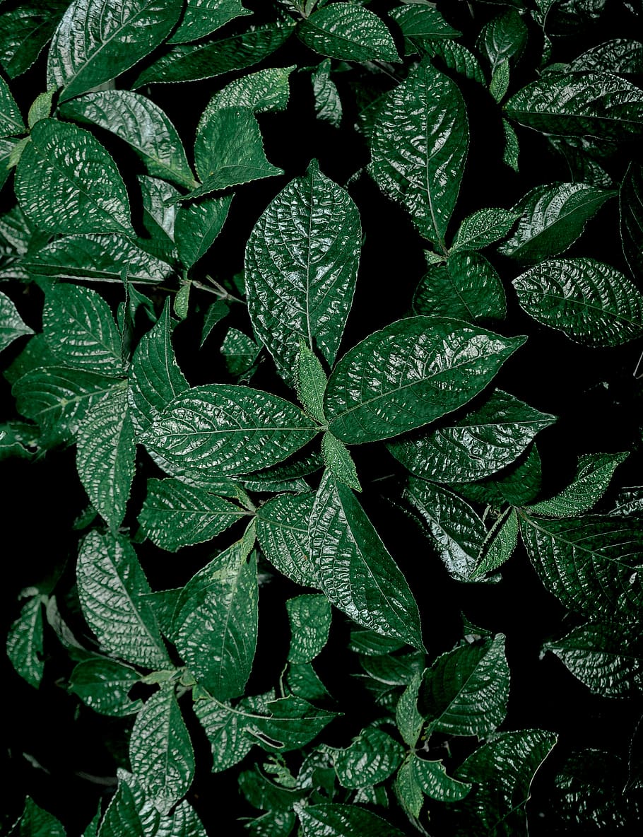leaf, plant, annonaceae, tree, flower, blossom, pattern, acanthaceae HD wallpaper