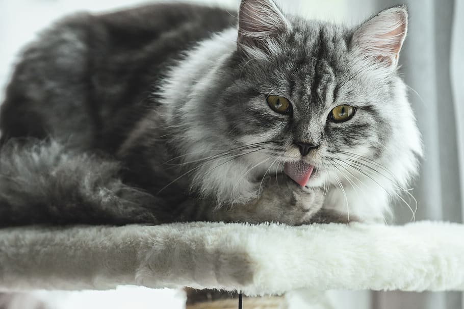 cat, maine coon, tongue, grooming, cute, windows, domestic cat, HD wallpaper