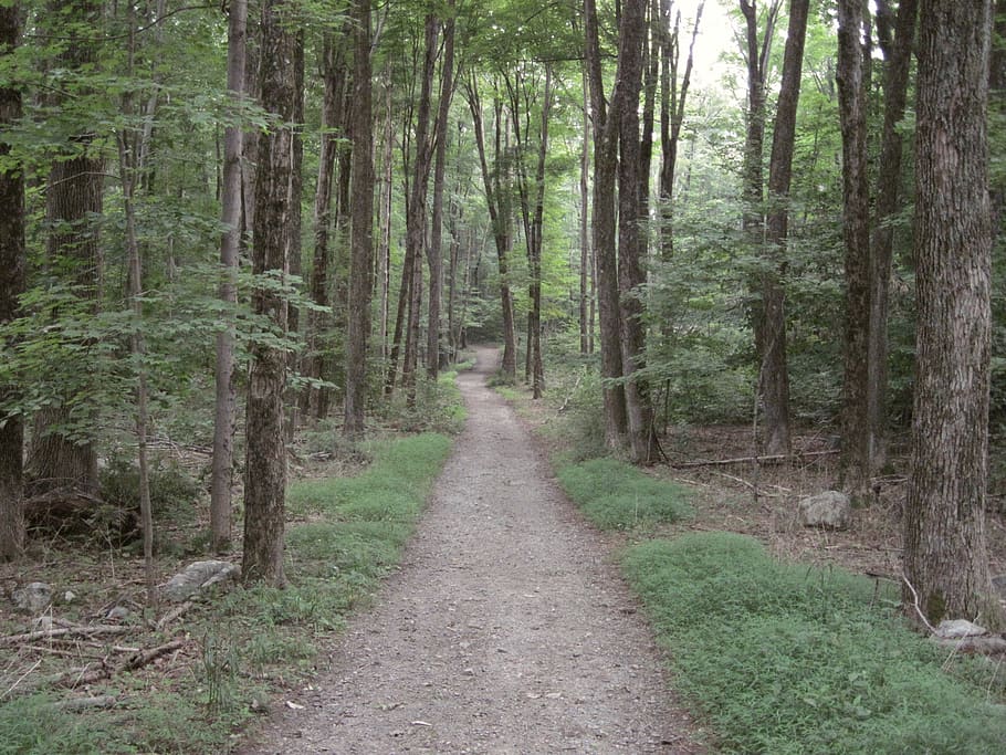 path, trees, forest, nature, trail, plant, direction, the way forward HD wallpaper