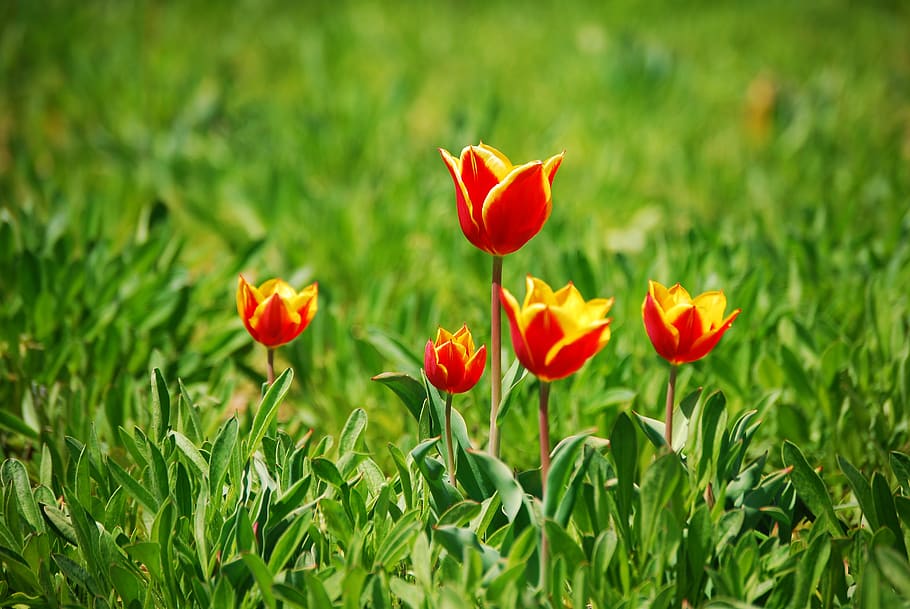 tulip, flowers, plants, spring, nature, garden, pink, background HD wallpaper