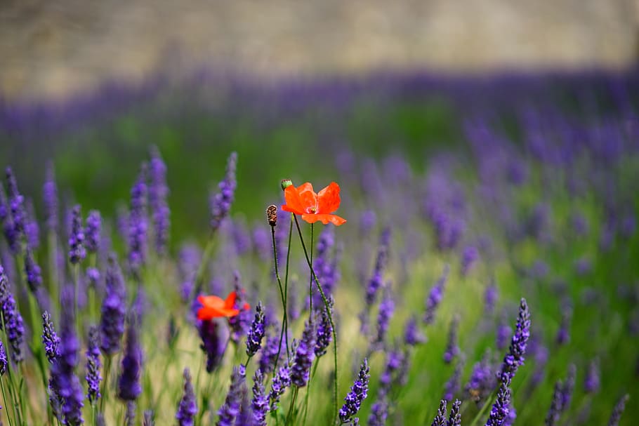 Orange Petal Flowers With Purple Grass during Daytime, bloom HD wallpaper