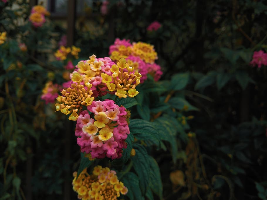 flowers, nature, flowering plant, vulnerability, beauty in nature HD wallpaper