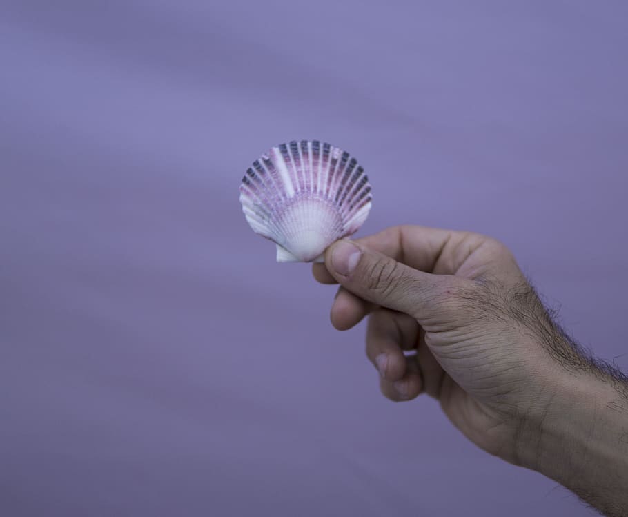 greece, athens, shell, hand, purple, human hand, holding, human body part HD wallpaper