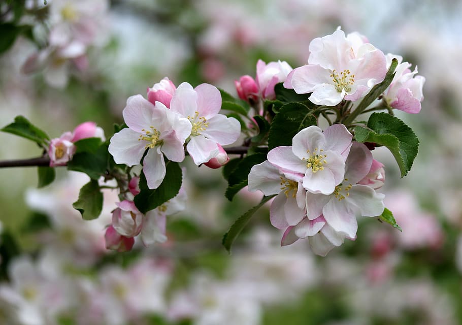 flowers, white, casey, tree, spring, nice, petals, blooming HD wallpaper