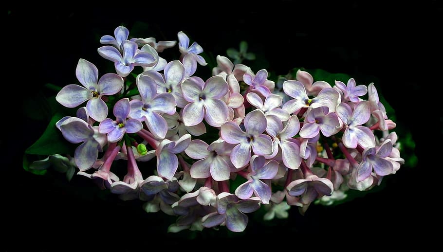 flower, without, sprig, plant, nature, floral, leaf, closeup HD wallpaper