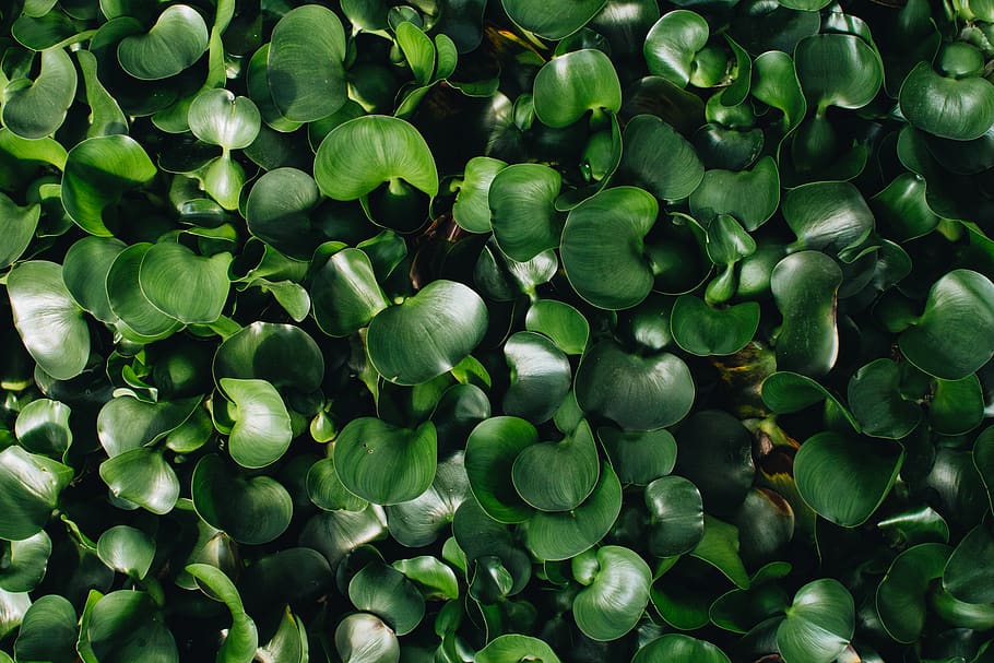 green plants, bridgeton, united states, greenery, greenhouse HD wallpaper