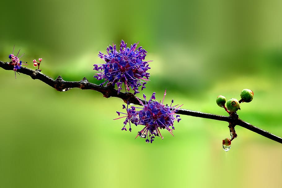 wild, colour, flower, flowering plant, fragility, beauty in nature HD wallpaper