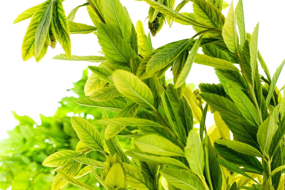 botanical, botany, flora, foliage, fresh, freshness, gray, green HD wallpaper