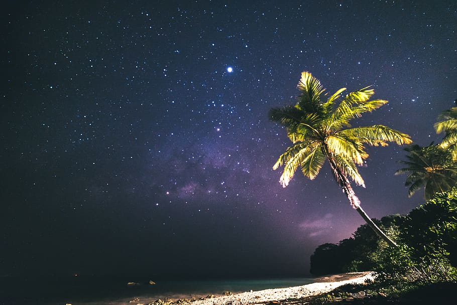 green coconut trees beside trees, night, star - space, sky, astronomy HD wallpaper