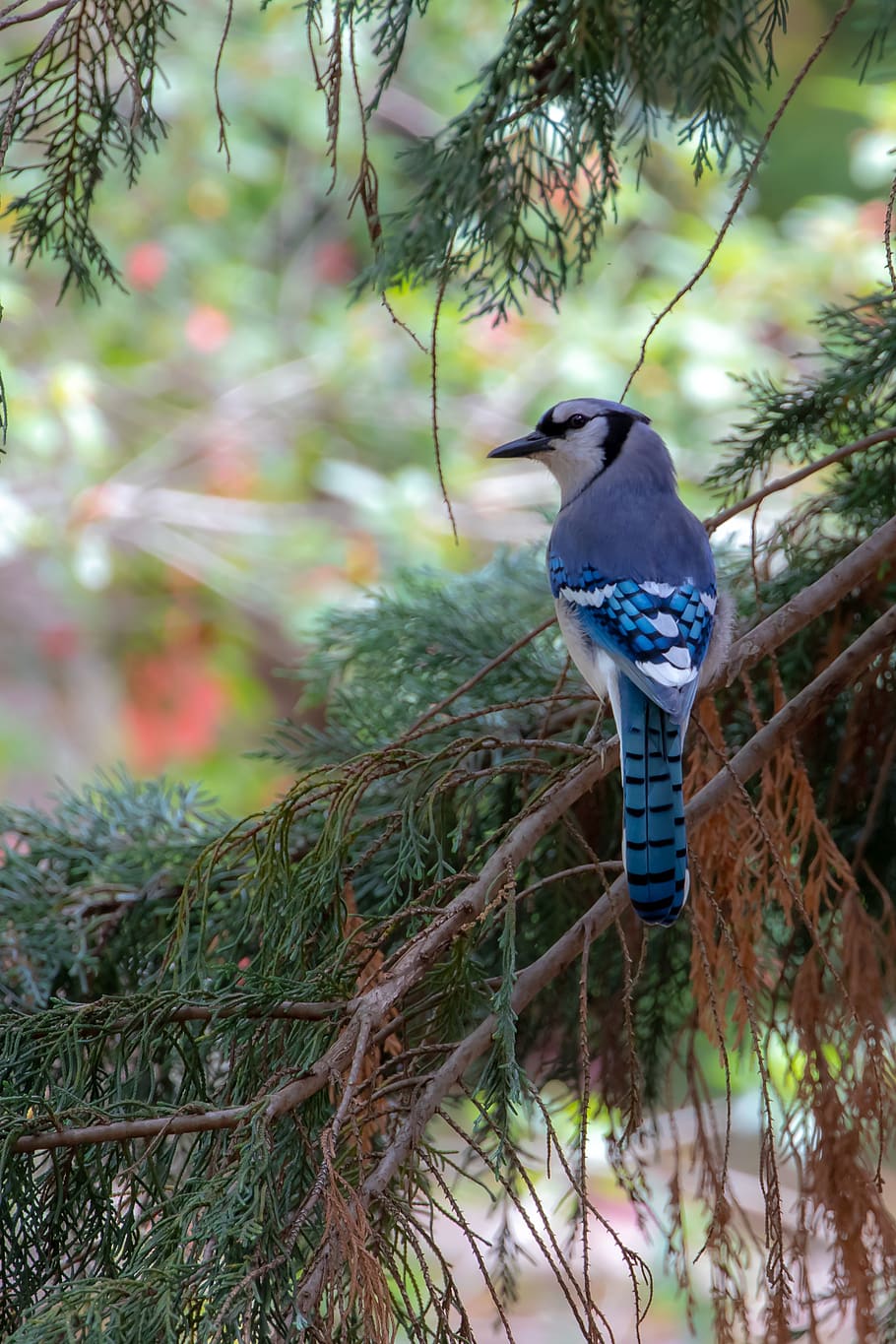 jay, bird, animal, blue jay, dallas, united states, the dallas arboretum and botanical garden HD wallpaper