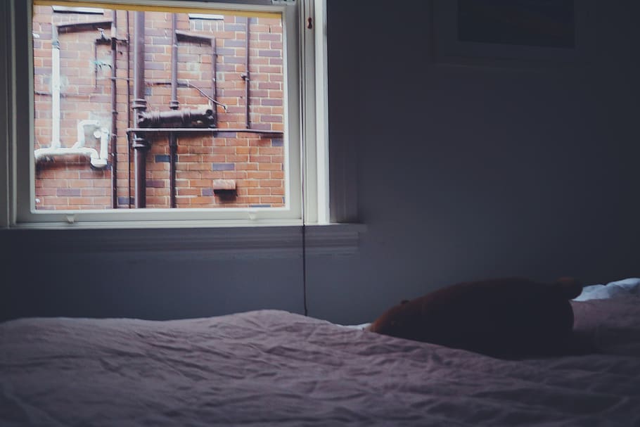 window, bear, bed, bedroom, one person, domestic room, furniture HD wallpaper