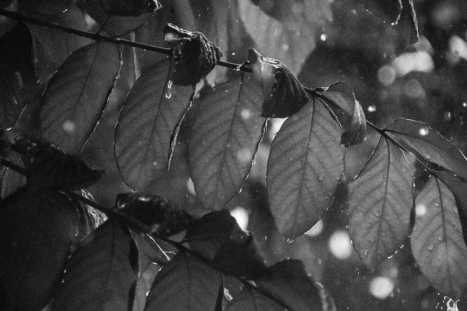 grayscale leafs photo, veins, grey, plant, person, human, handrail HD wallpaper