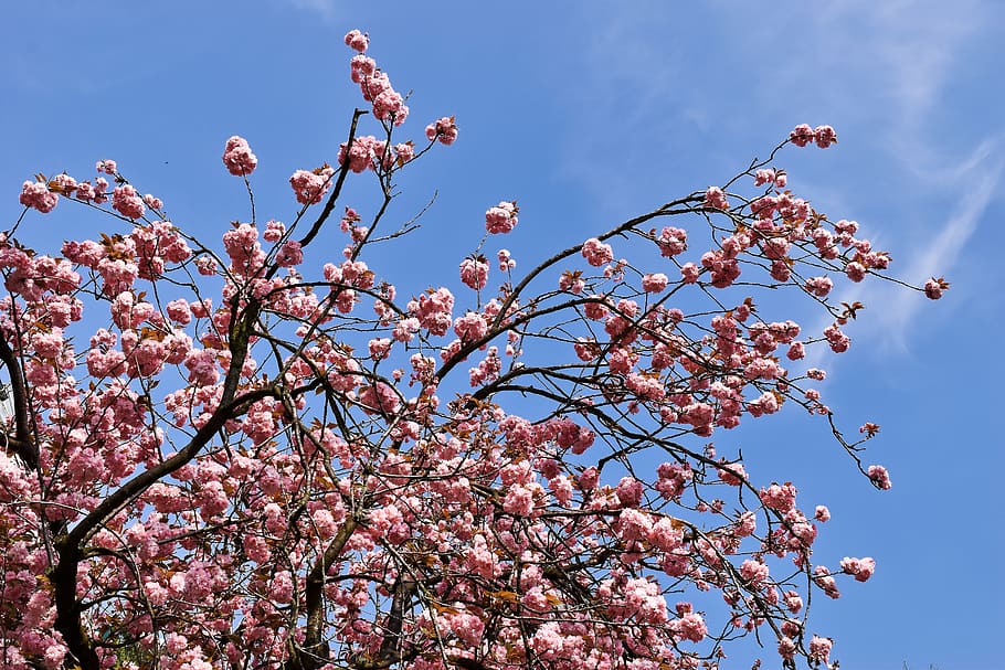 tree, cherry, spring, blossom, bloom, nature, pink, cherry blossom HD wallpaper