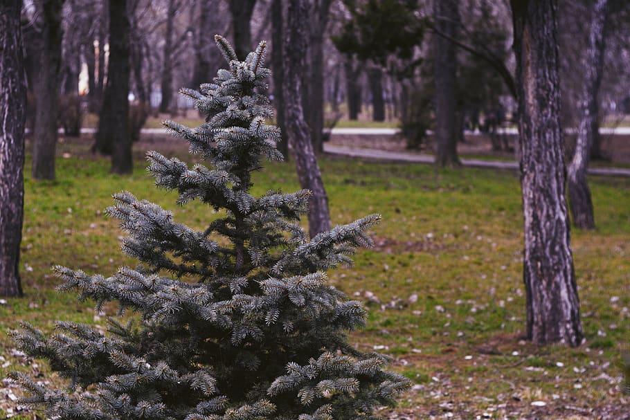tree, trees, nature, vsco, national park, background, wallpaper HD wallpaper