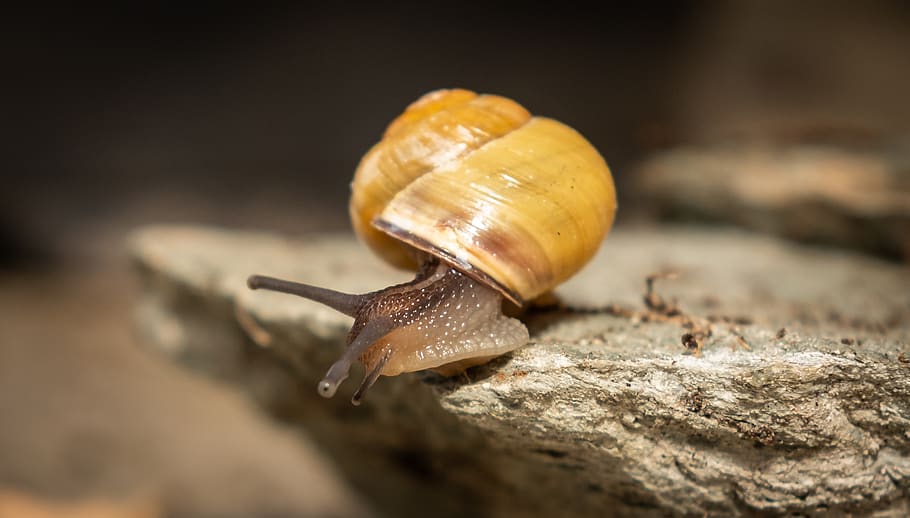 snails, shell, mollusk, spiral, slimy, nature, animal, crawl HD wallpaper