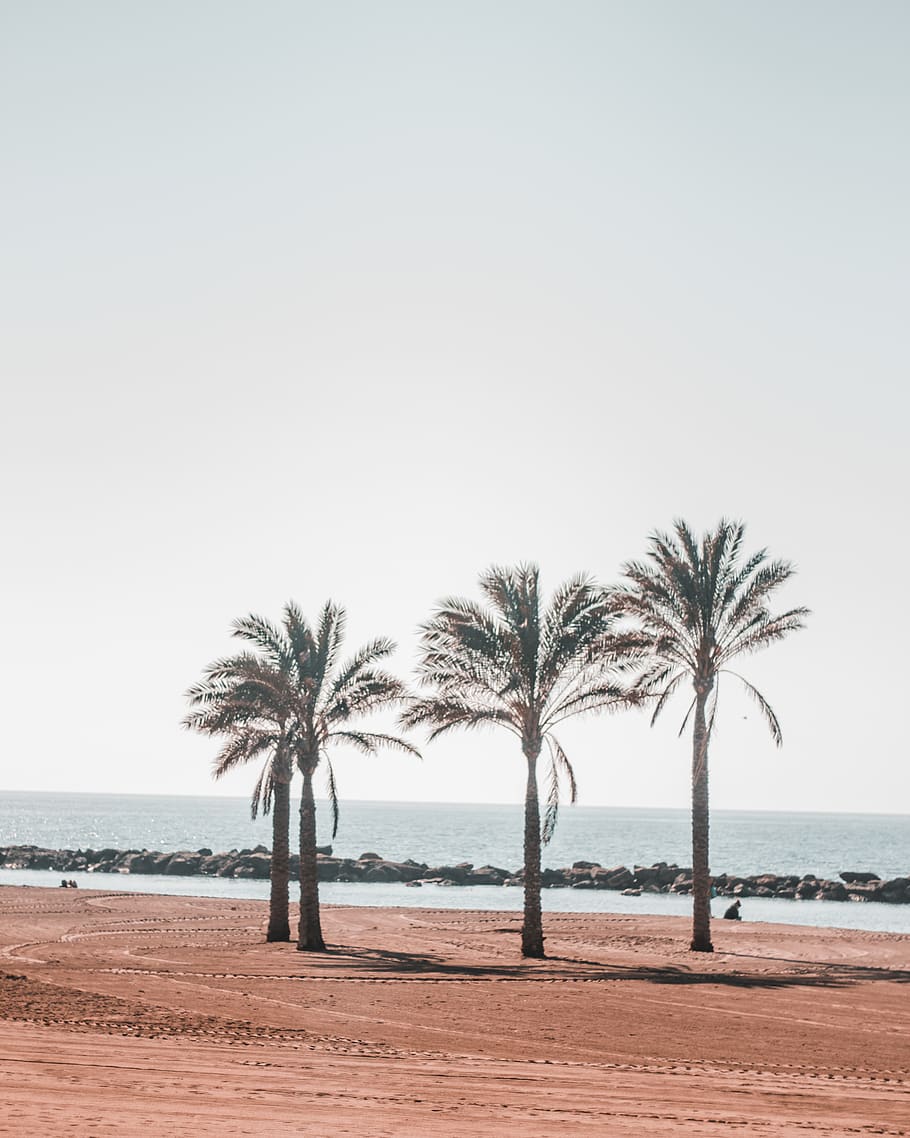 water, beach, sea, summer, shoreline, palm tree, arecaceae HD wallpaper