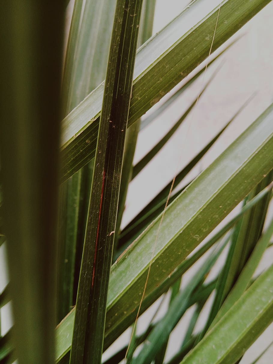 algeria, bou saada, green color, leaf, plant, plant part, close-up HD wallpaper