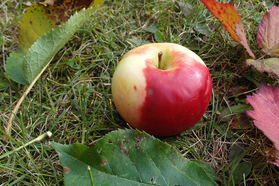 apple, mature, fruit, garden, bleeding, foliage, red, food HD wallpaper