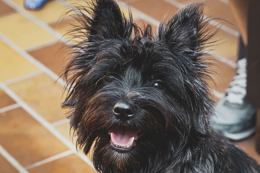 adult black cairn terrier, domestic, one animal, pets, canine