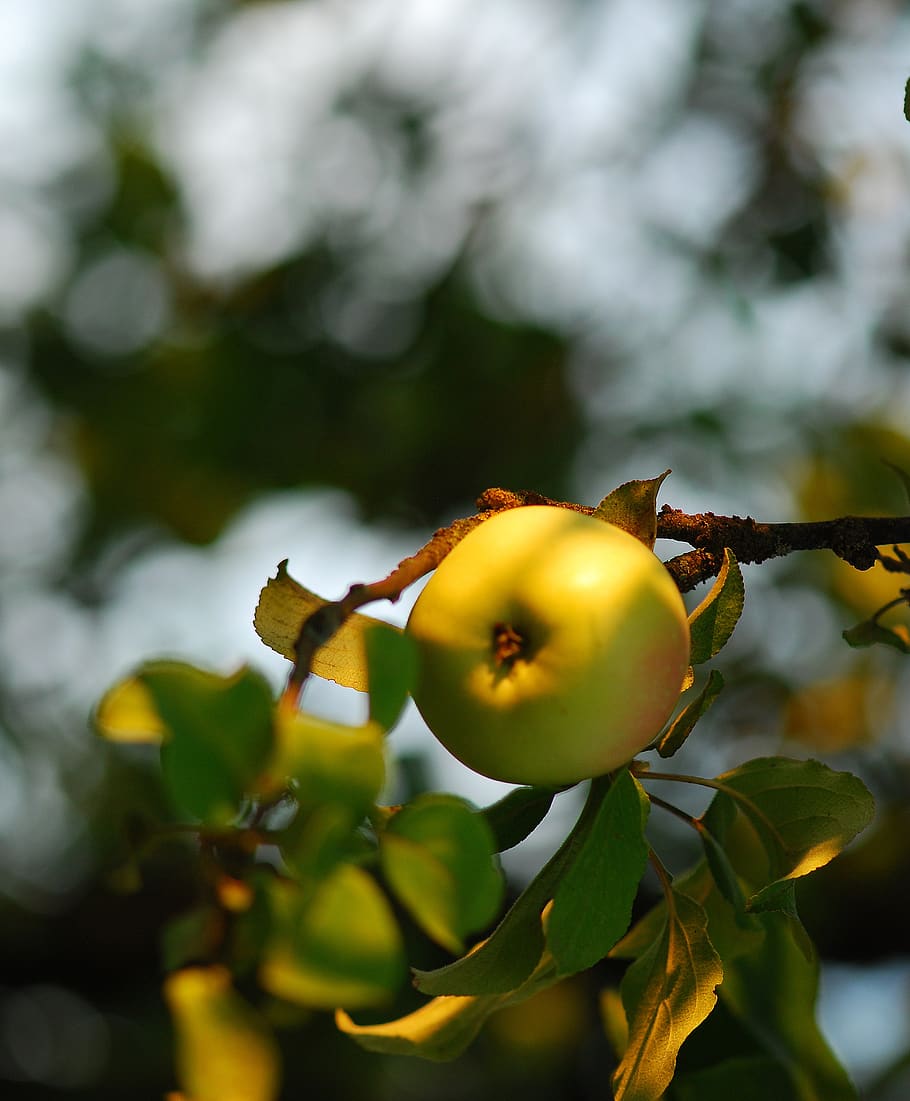 apple, apples, fruit, summer, nature, garden, sad, fresh, bio HD wallpaper