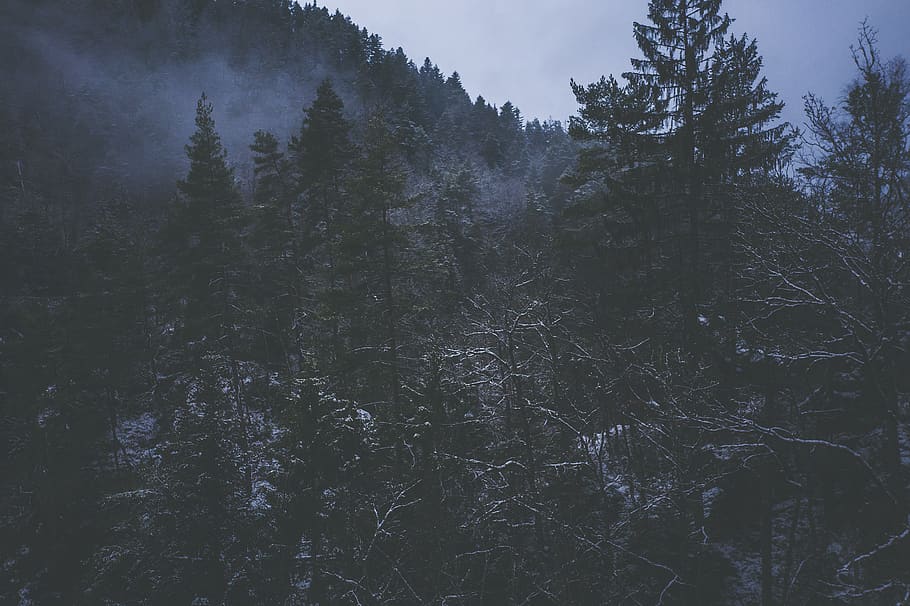 snow, winter, wintry, hut, nature, cold, landscape, snowy, winter magic HD wallpaper