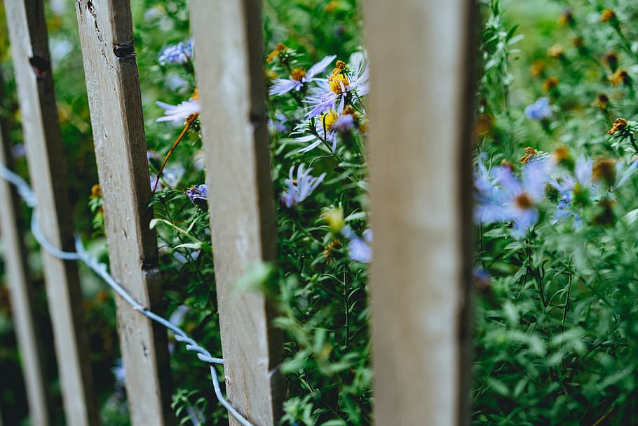 fence, flowers, wire, barb wire, barbwire, wood, plant, weeds HD wallpaper