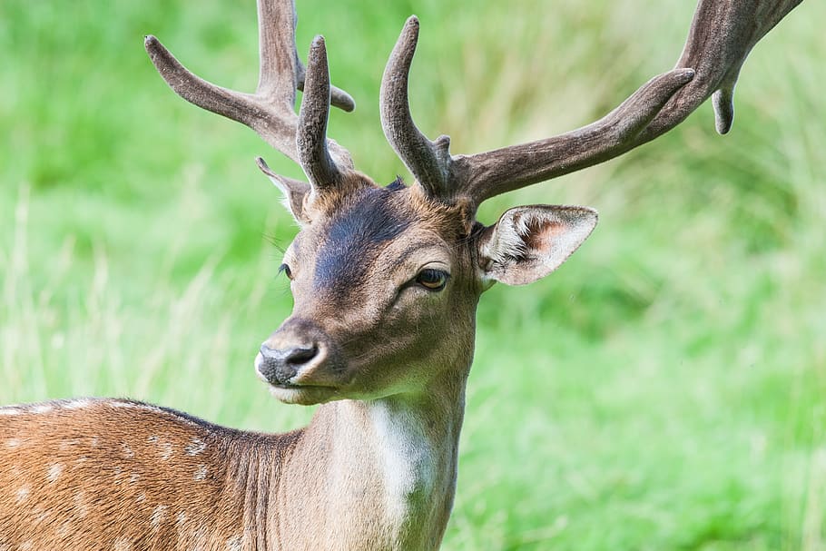wildlife photography of brown deer, animal, mammal, germany, hofgeismar