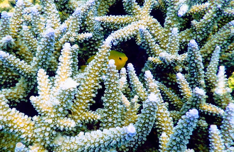 yellow pet fish, animal, animal themes, animal wildlife, animals in the wild HD wallpaper