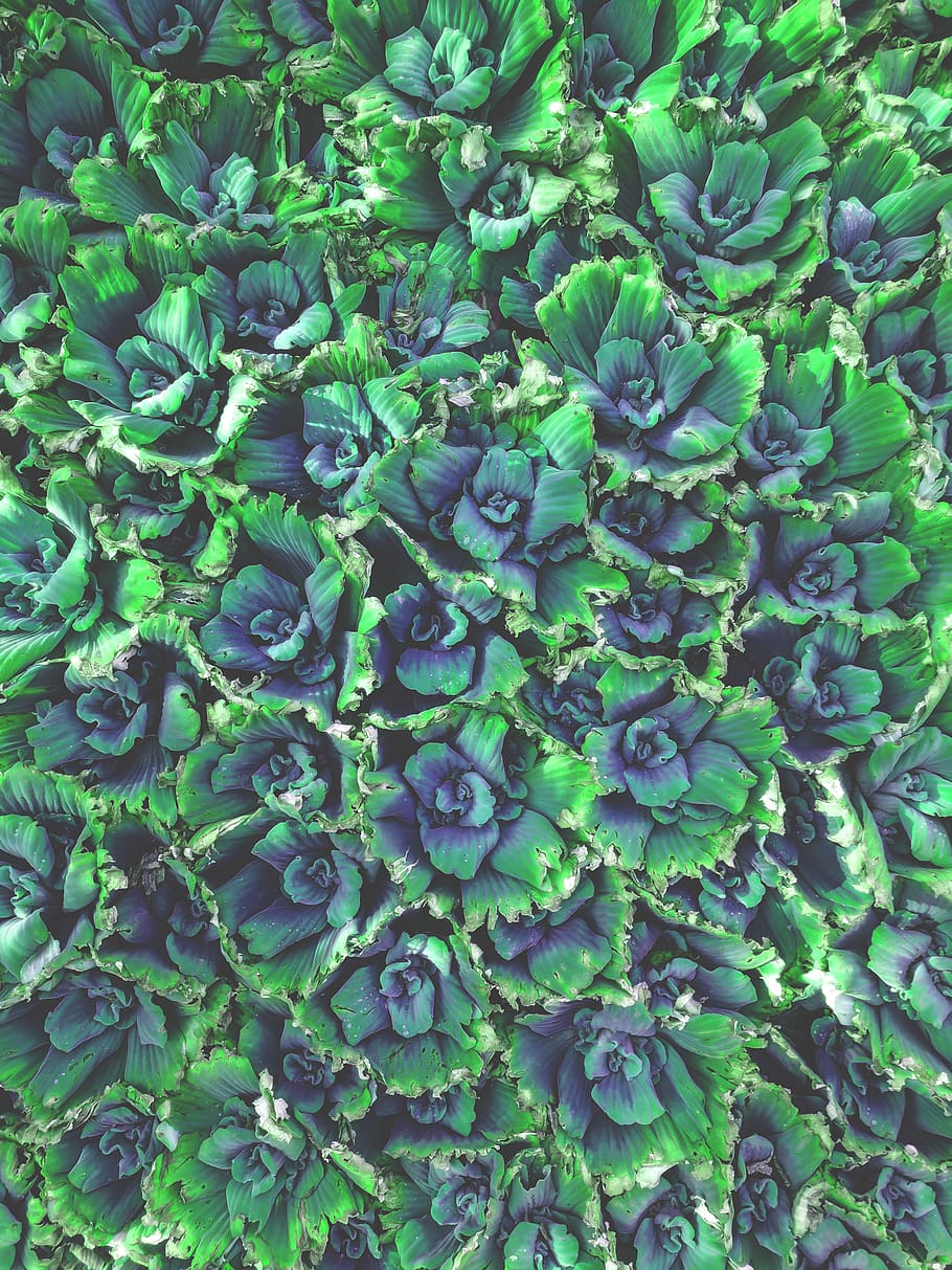leaves, float, green, plants, full frame, green color, growth HD wallpaper