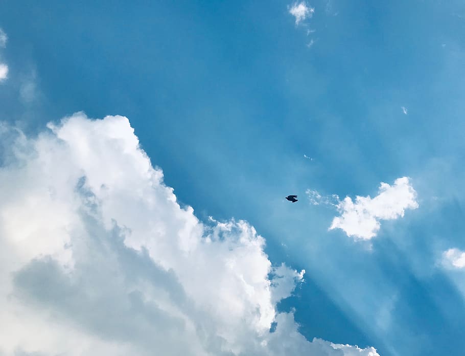 cloud, white, blue, bird, sky, cloud - sky, low angle view HD wallpaper