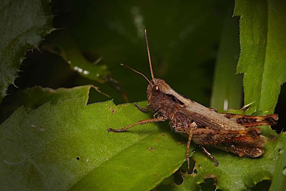 grille, insect, macro, summer, animal themes, animal wildlife HD wallpaper