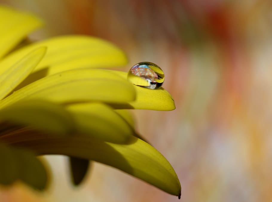 drops, water, macro, flower, refractive, petals, yellow, plant HD wallpaper