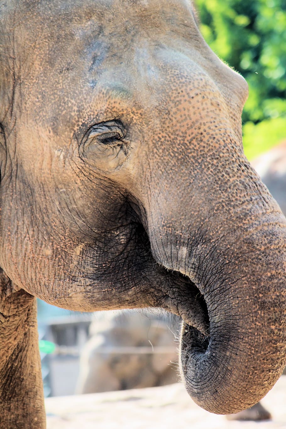 grey elephant, animal themes, one animal, animal wildlife, animals in the wild HD wallpaper