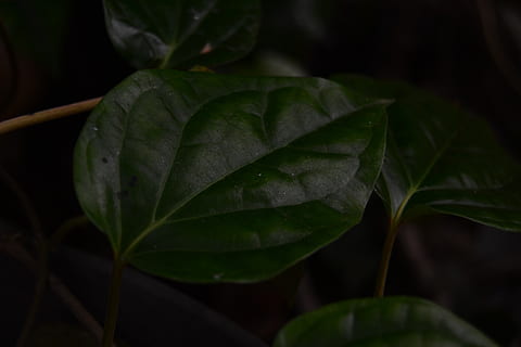 leaf, green, background, isolated, fresh, piper, white, betle HD wallpaper