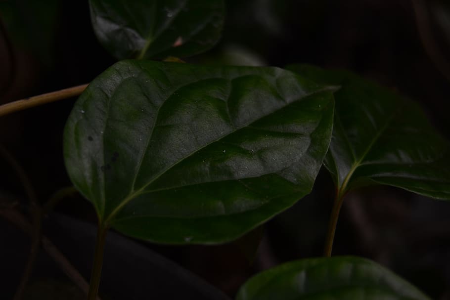 leaf, green, background, isolated, fresh, piper, white, betle HD wallpaper
