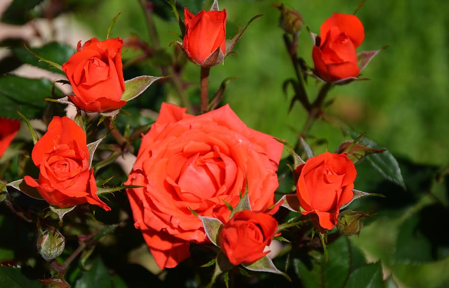 rose, flower, spring, summer, floral, leaf, nature, green, blossom HD wallpaper