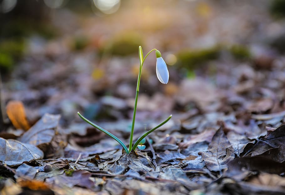 snowdrop, flower, white, nature, flora, green, forest, bloom HD wallpaper