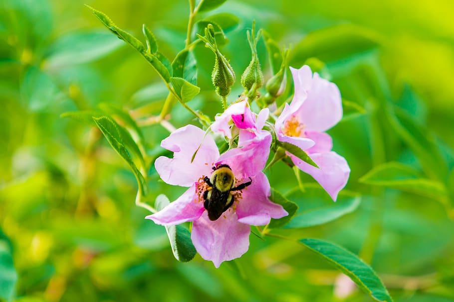 wasp, flower, green, insect, bee, nature, pollination, spring HD wallpaper