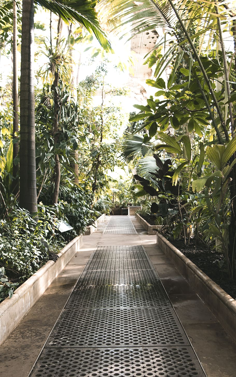 road between trees, plant, the way forward, direction, growth HD wallpaper