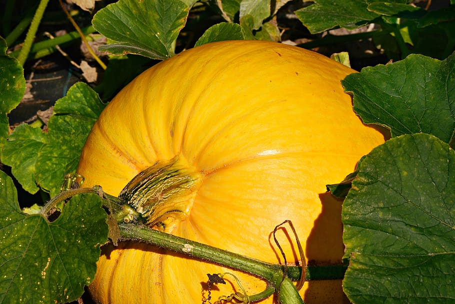 pumpkin, squash, vegetable, food, nutrition, agriculture, halloween HD wallpaper