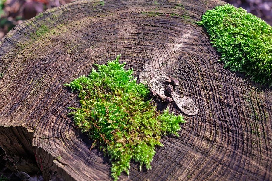 moss, log, forest, nature, green, tree, tribe, wood, plant HD wallpaper