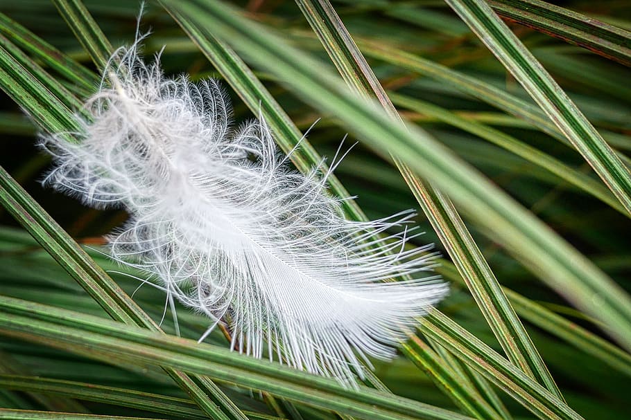 feather, grass, nature, slightly, white, plant, close-up, softness HD wallpaper