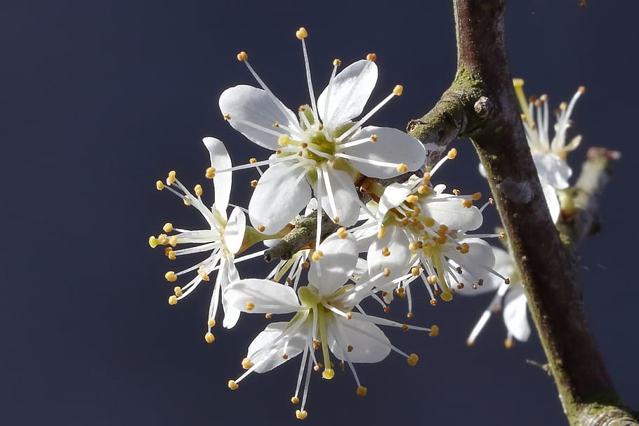 Blackthorn shrub 1080P, 2K, 4K, 5K HD wallpapers free download