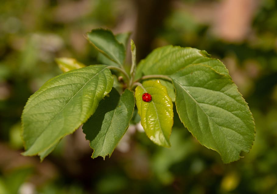 ladybug on leaf, plant, veins, gilcrease orchard, las vegas, animal HD wallpaper
