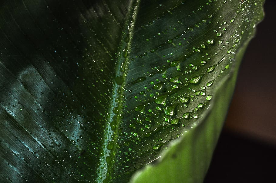 france, bordeaux, green color, drop, close-up, water, wet, no people HD wallpaper