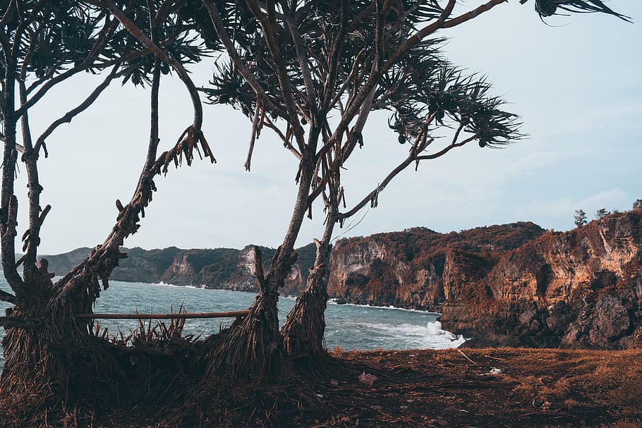 Photo of Trees Near the Sea, bay, beach, clouds, cloudy, coast HD wallpaper