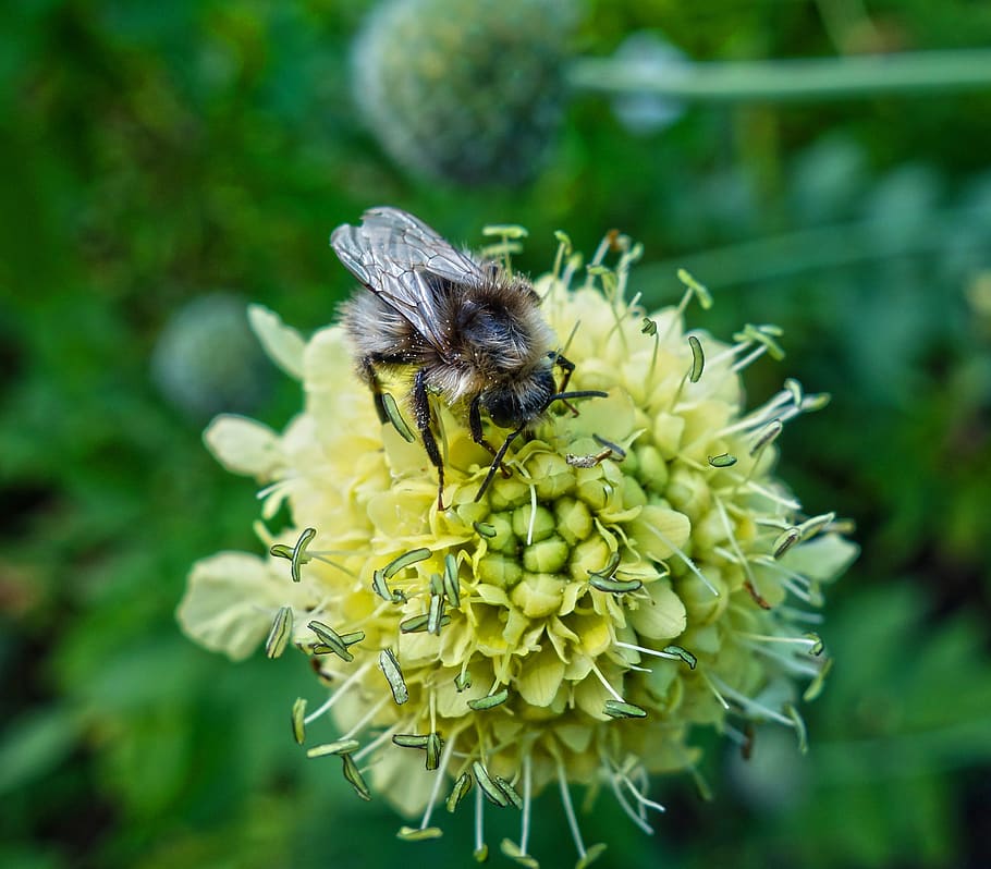 bee, insect, animal, feeding, nectar, honey, pollen, pollination HD wallpaper