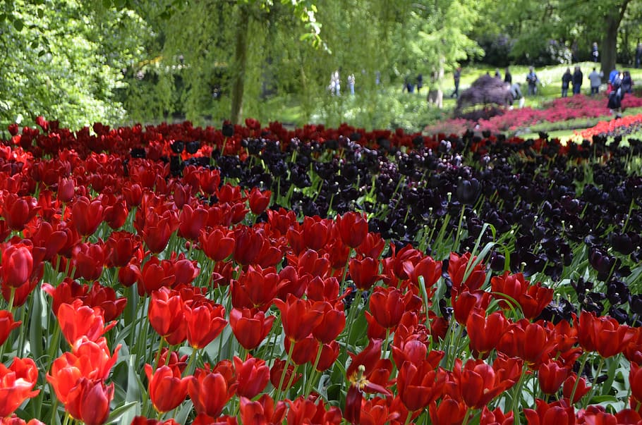 tulips, flower, spring, garden, nature, flora, netherlands HD wallpaper